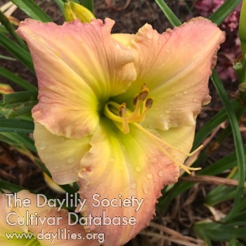 Daylily Huch Pharm